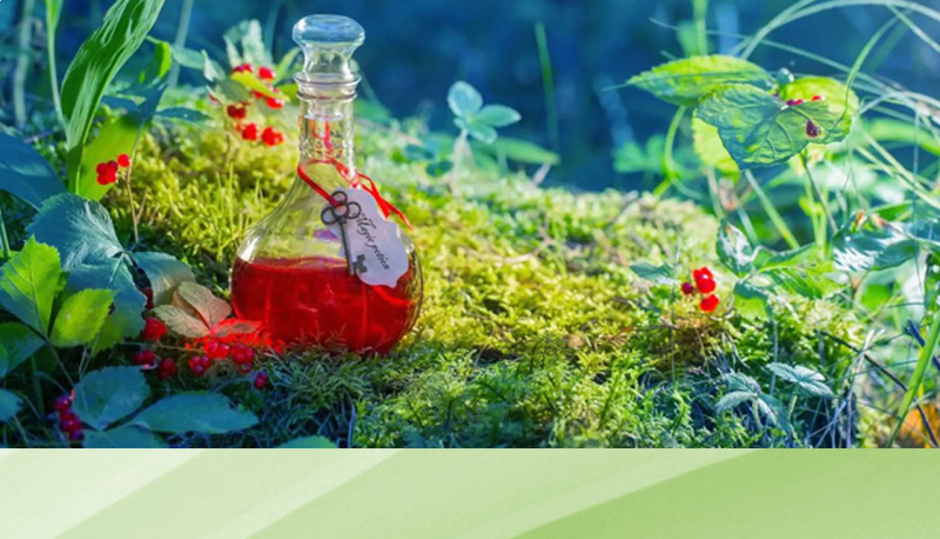 Atelier — Potion magique et connexion au vivant végétal