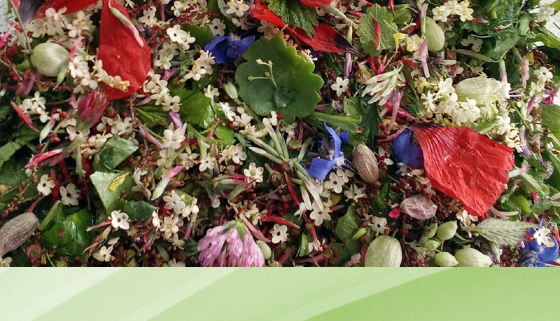 Sortie — Cueillette de plantes sauvages comestibles
