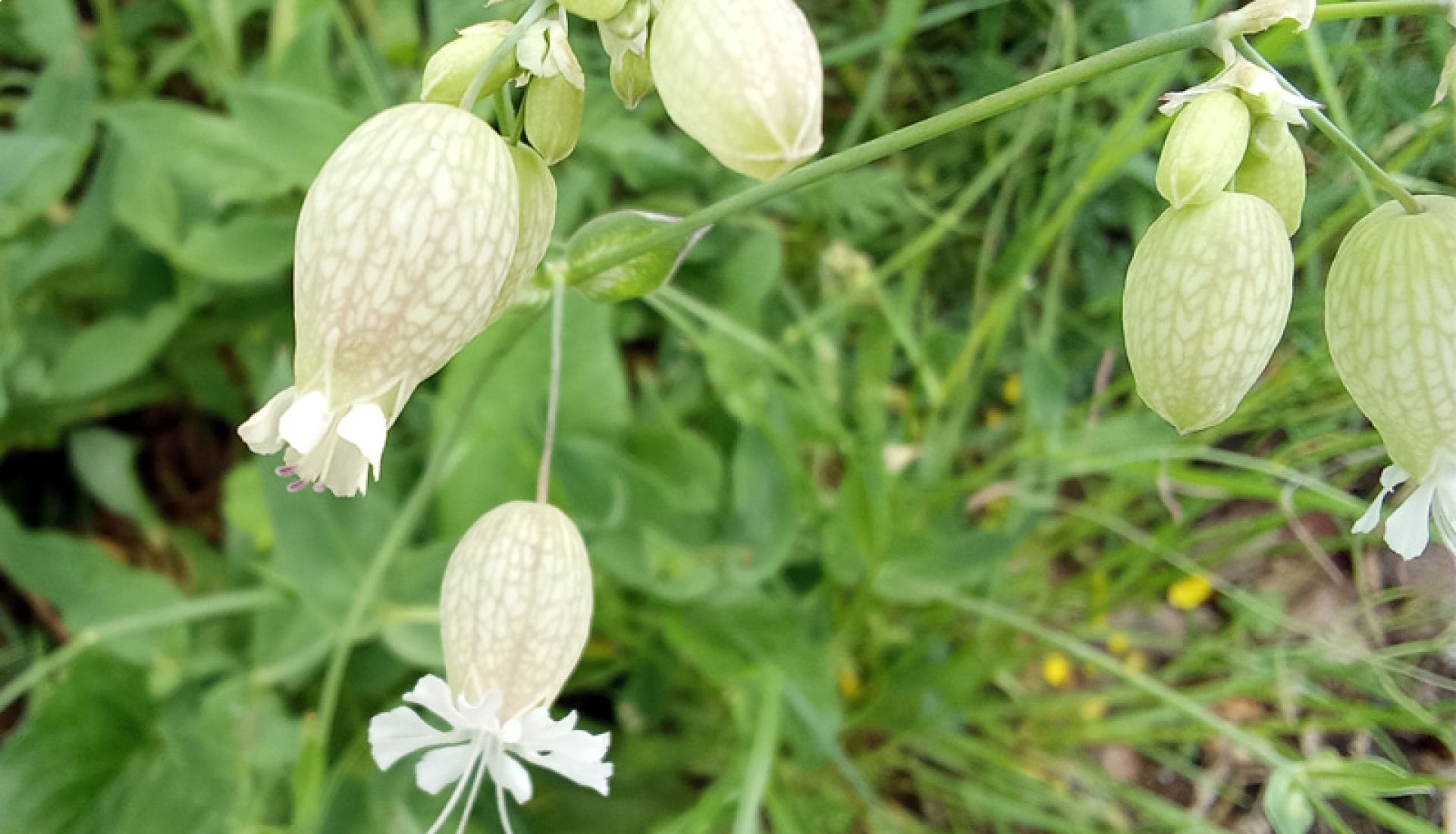 Mais quel est donc le nom de cette plante ?