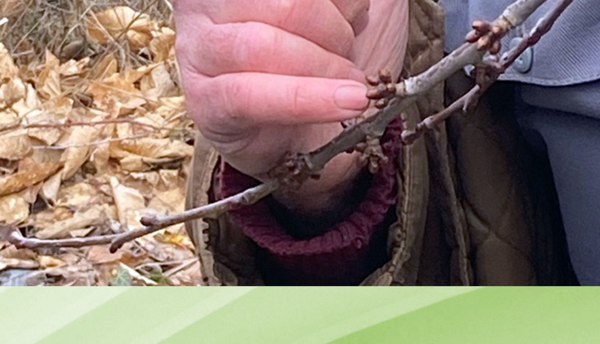Atelier Taille des arbres fruitiers 2