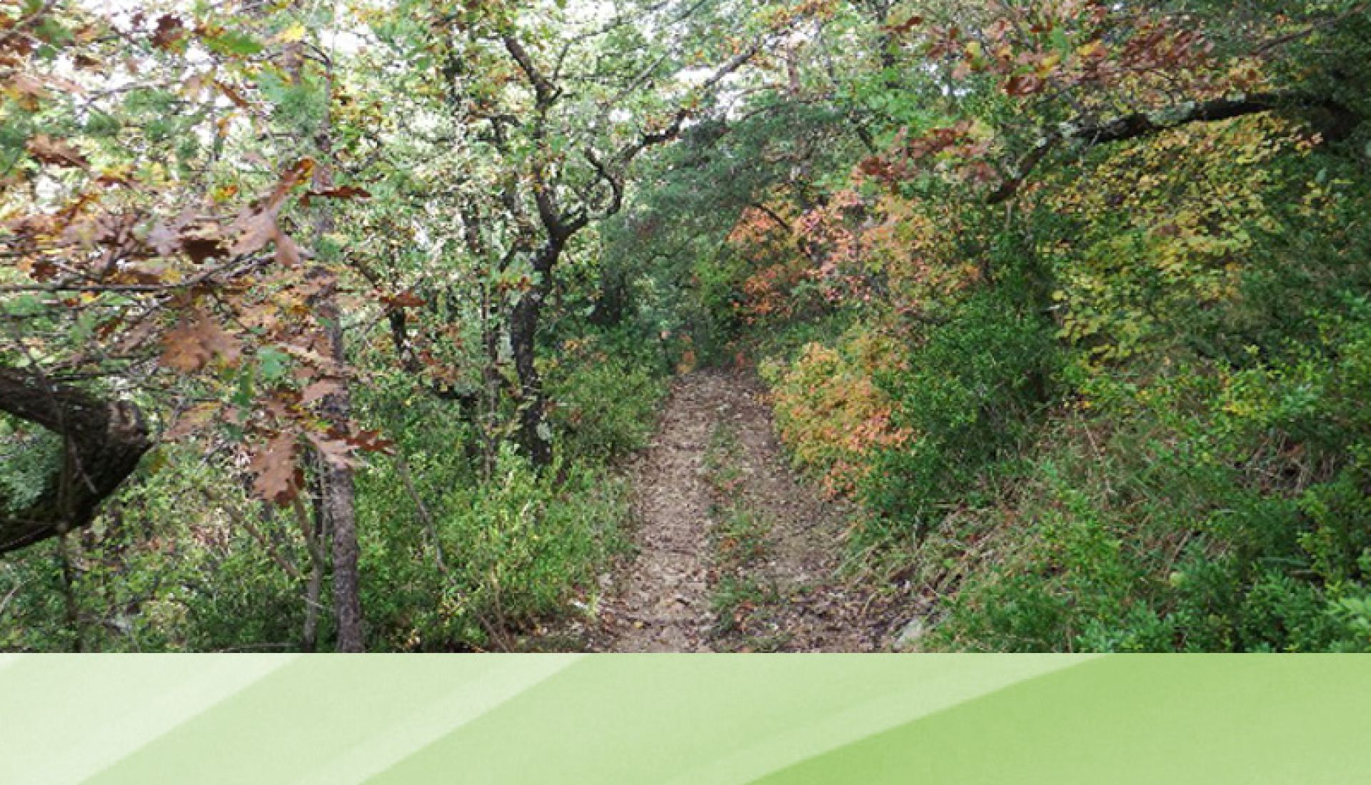 Sortie — Ressources naturelles pour la vannerie en forêt domaniale