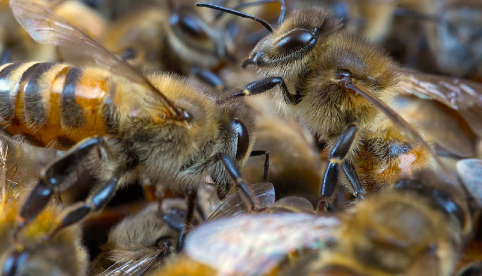 Abeilles, les secrets de la ruche !