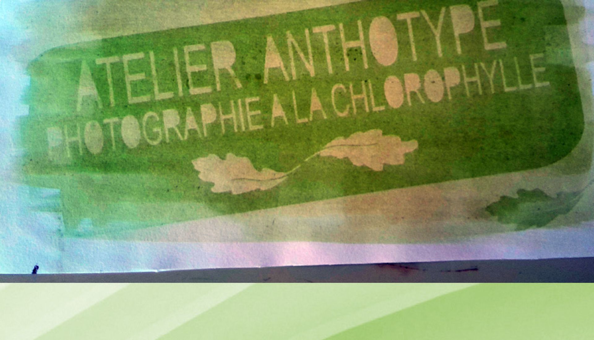 Atelier — Anthotypes : photographie végétale