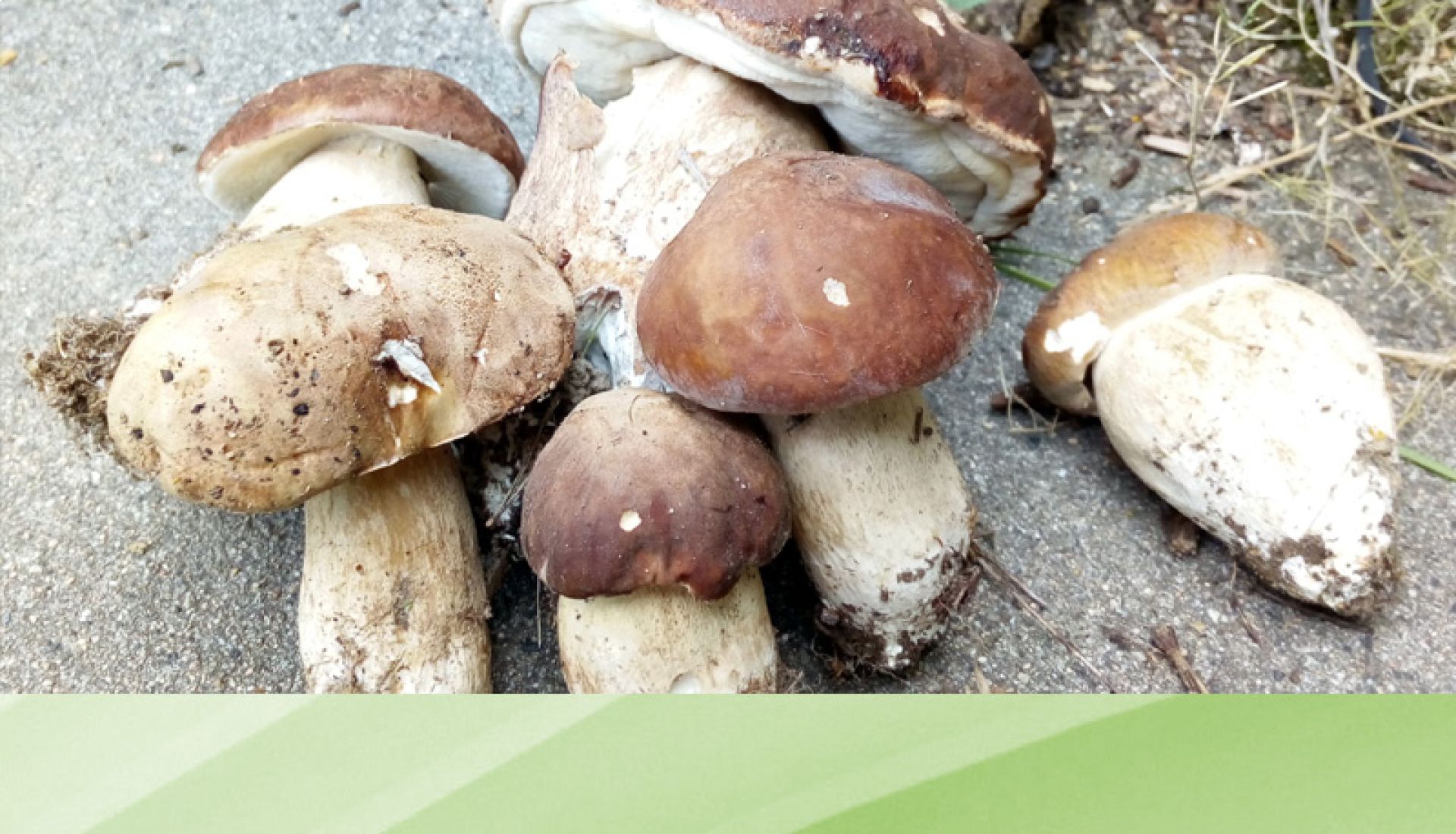 Sortie Mycologie dans les bois de la vallée de l'Eyrieux