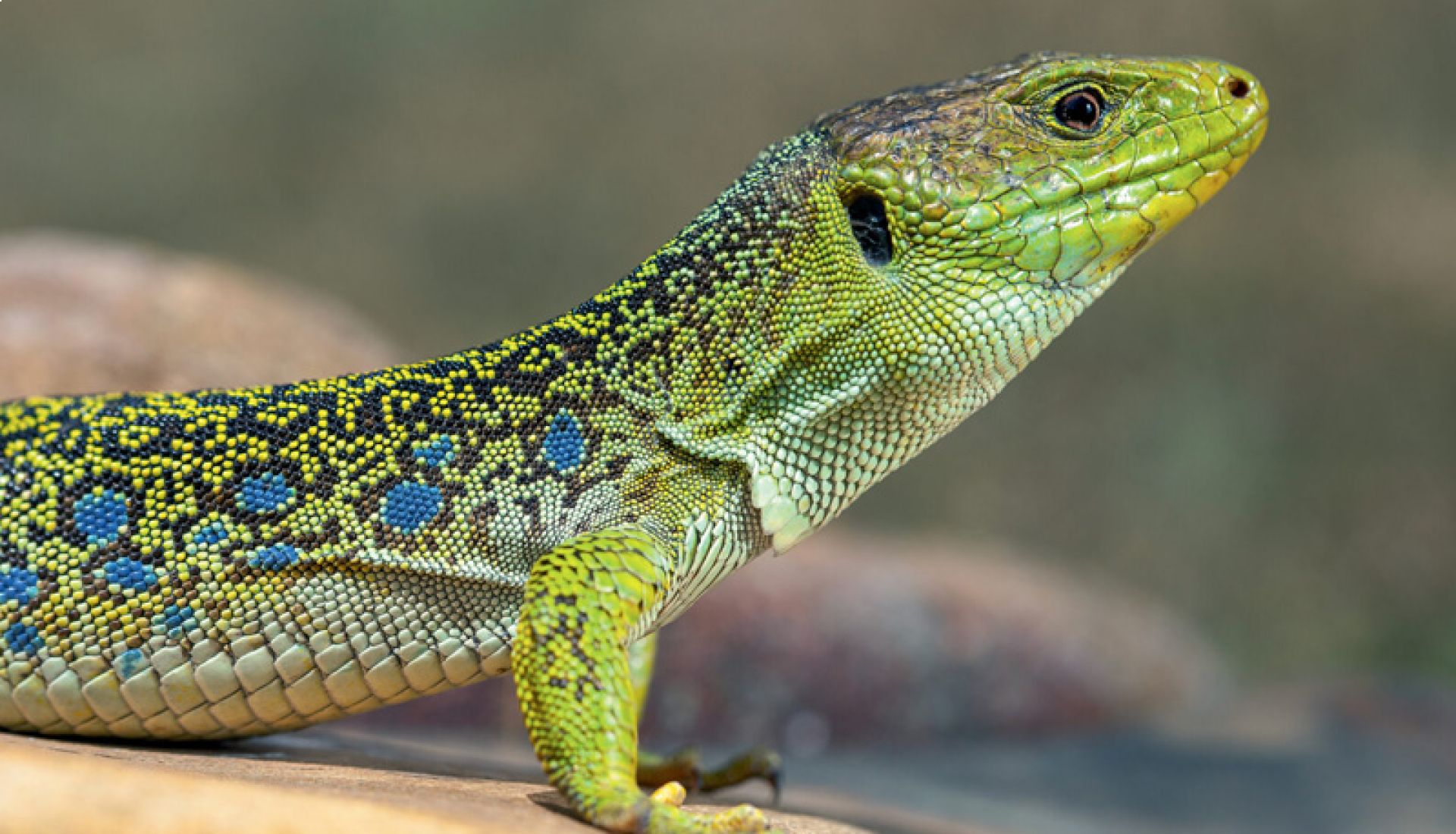 Biodiversité et changements climatiques