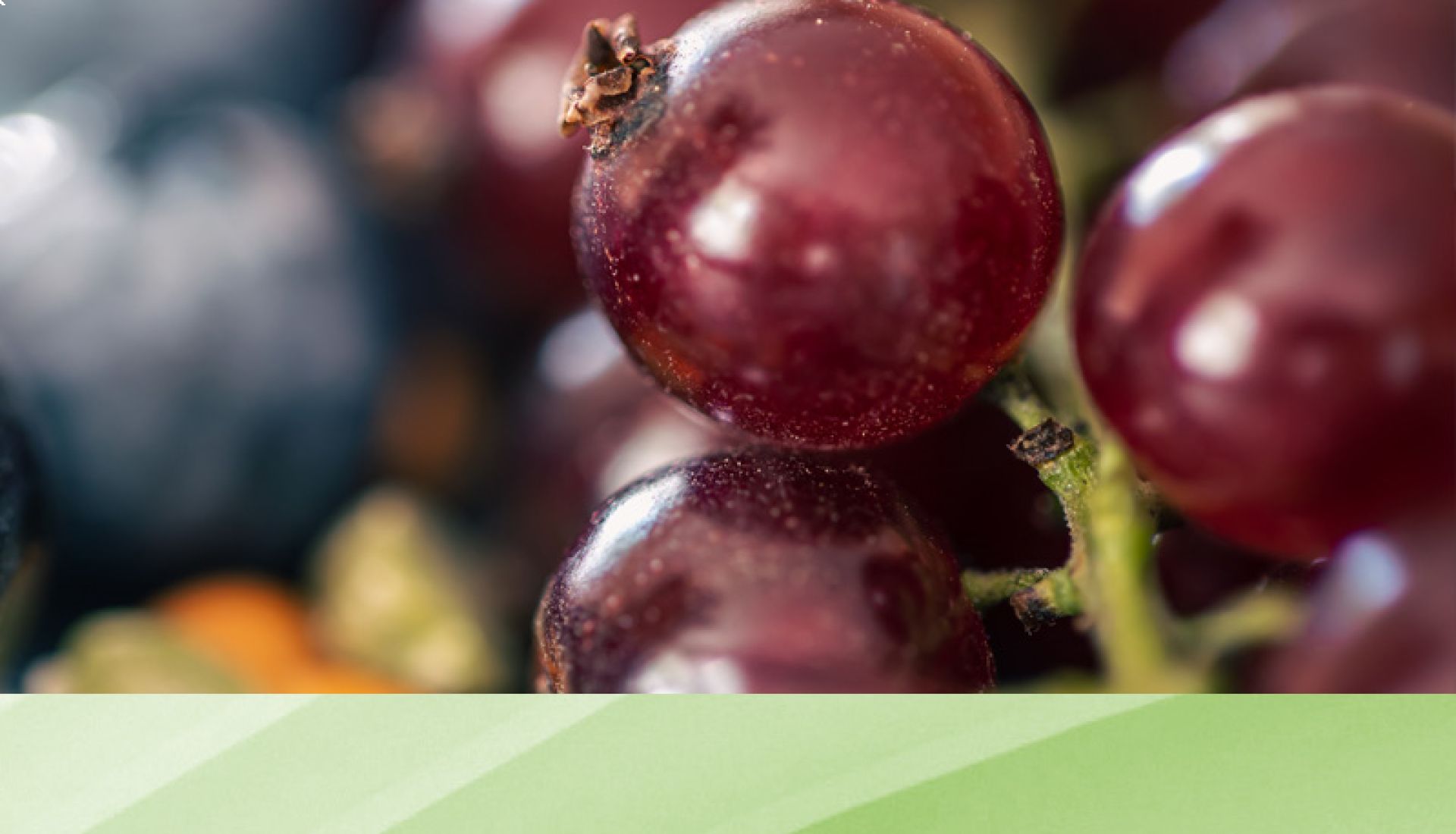 Conférence — Les polyphénols : de la plante à l'assiette et jusqu'à nos artères