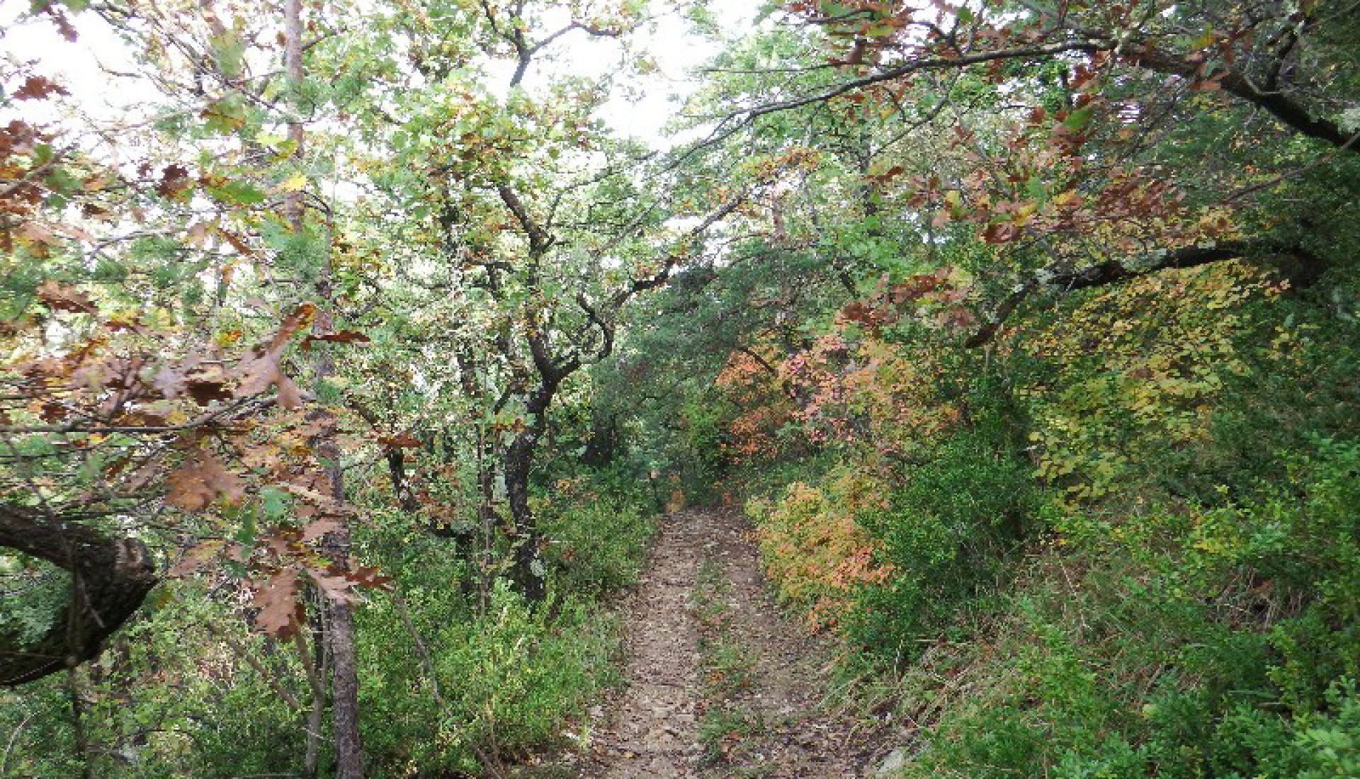 Balade dans la Forêt domaniale St Vincent de Barrès