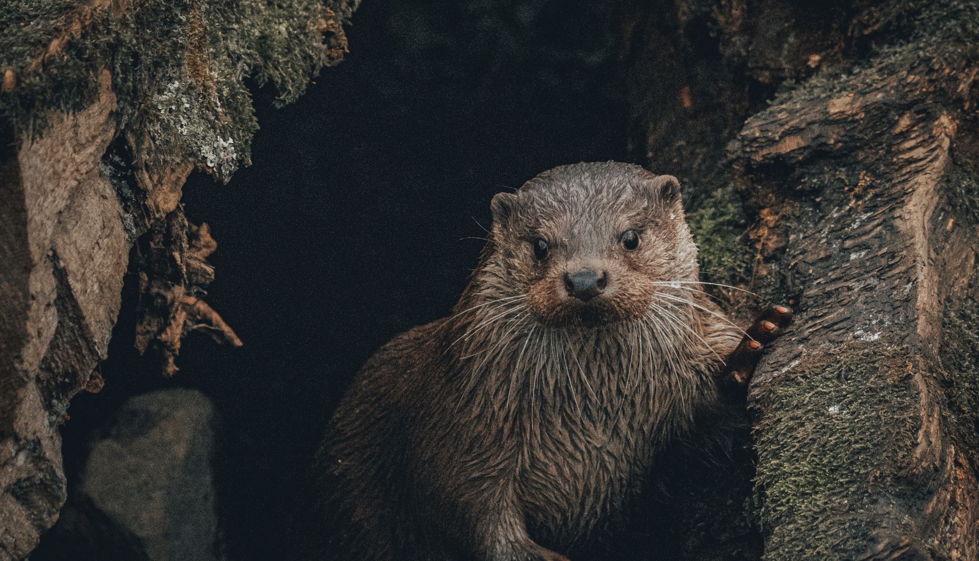 La loutre et le castor : deux mammifères aquatiques de retour La loutre et le castor : deux mammifères aquatiques de retour