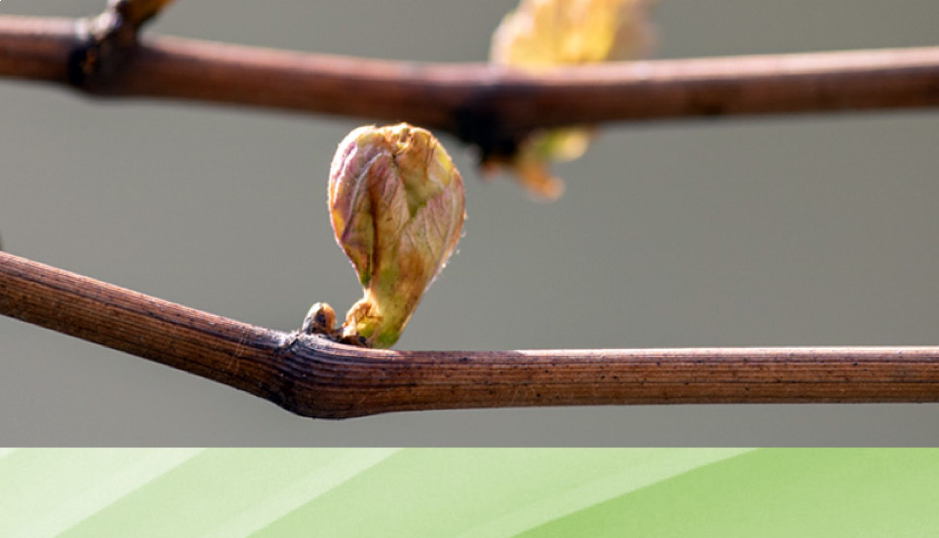Atelier — Gemmothérapie : découverte des macérats de bourgeons