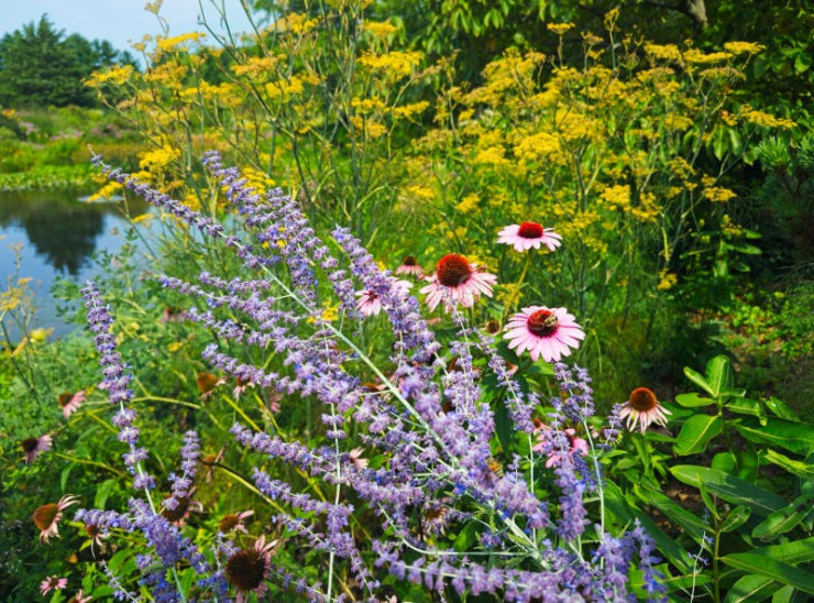Sortie Botanique : Mais quel est donc le nom de cette plante ?