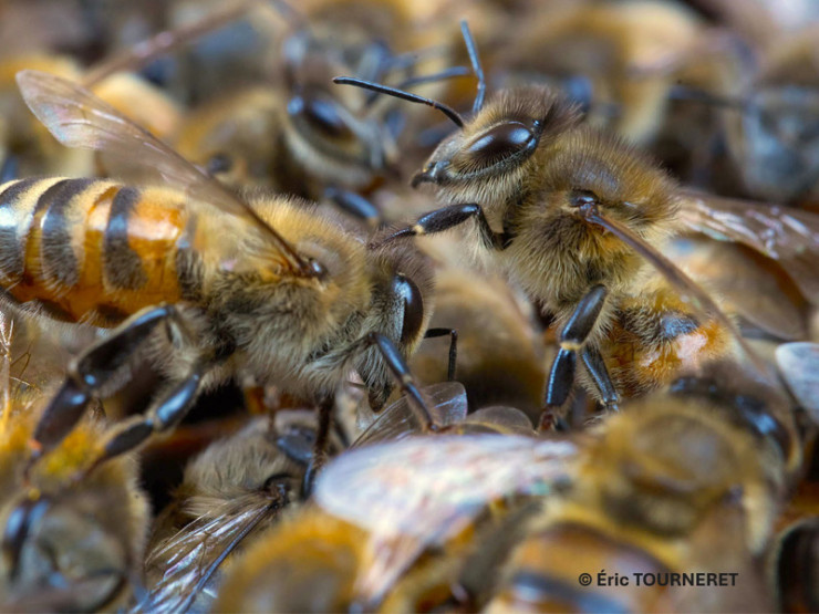 Conférence « Abeilles, les secrets de la ruche ! » aux Ollières sur Eyrieux