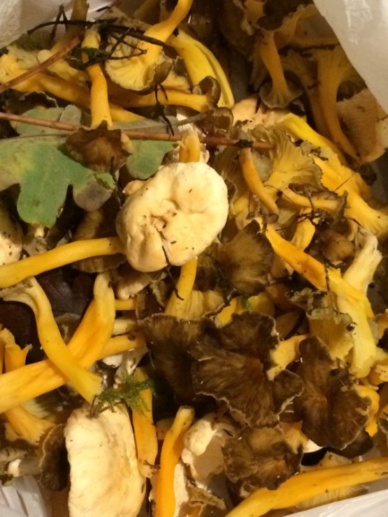 ⚠️ Changement de date : sortie « Mycologie dans les bois »